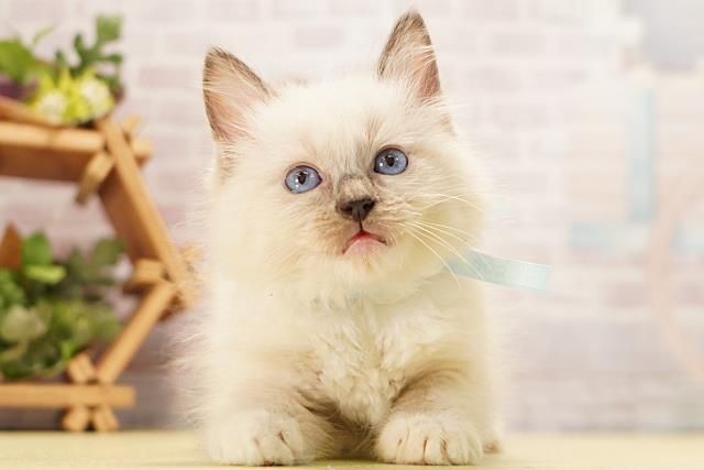 静岡県のラグドール (Coo&RIKU掛川店/2026年4月21日生まれ/男の子/ブルーポイントミテッド)の子猫の1枚目の画像