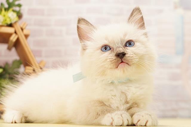 静岡県のラグドール (Coo&RIKU掛川店/2026年4月21日生まれ/男の子/ブルーポイントミテッド)の子猫の2枚目の画像