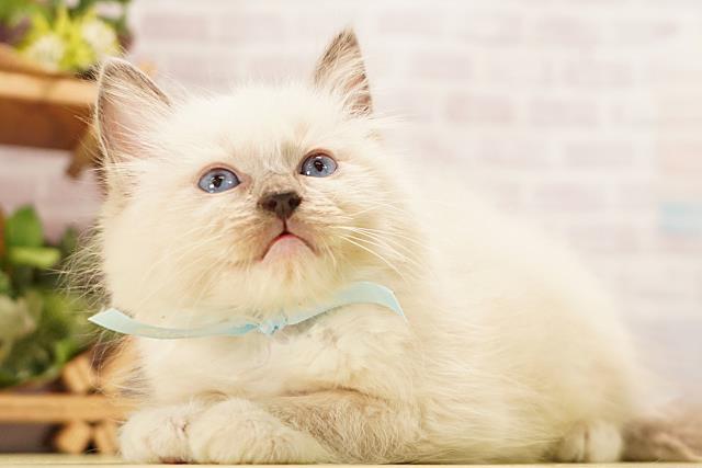 静岡県のラグドール (Coo&RIKU掛川店/2026年4月21日生まれ/男の子/ブルーポイントミテッド)の子猫の3枚目の画像