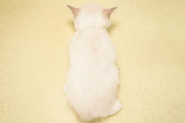 静岡県のラグドール (Coo&RIKU掛川店/2026年4月21日生まれ/男の子/ブルーポイントミテッド)の子猫の4枚目の画像