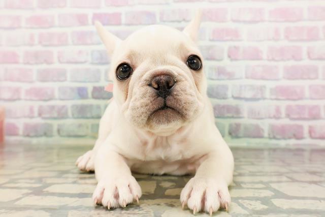 東京都のフレンチブルドッグ (Coo&RIKU新小岩店/2026年4月20日生まれ/女の子/クリーム)の子犬の1枚目の画像