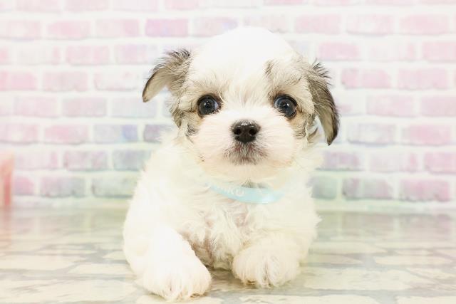 東京都のハーフ犬・ミックス犬 (Coo&RIKU東久留米店/2026年4月20日生まれ/男の子/レッドホワイト)の子犬の1枚目の画像