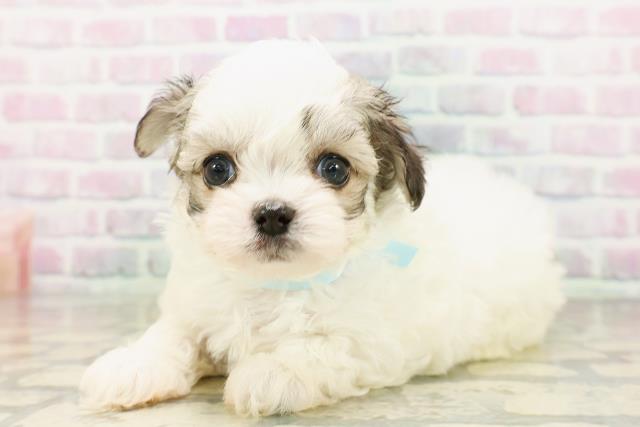東京都のハーフ犬・ミックス犬 (Coo&RIKU東久留米店/2026年4月20日生まれ/男の子/レッドホワイト)の子犬の2枚目の画像