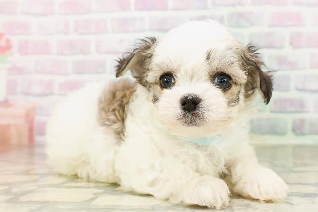 東京都のハーフ犬・ミックス犬 (Coo&RIKU東久留米店/2026年4月20日生まれ/男の子/レッドホワイト)の子犬の3枚目の画像