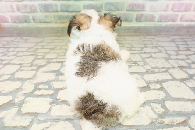 東京都のハーフ犬・ミックス犬 (Coo&RIKU東久留米店/2026年4月20日生まれ/男の子/レッドホワイト)の子犬の4枚目の画像