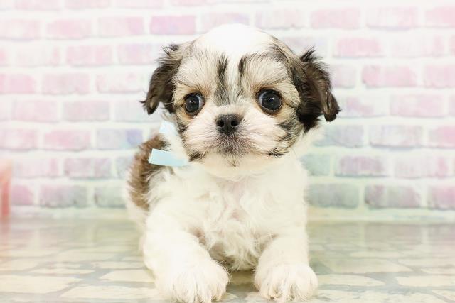 神奈川県のハーフ犬・ミックス犬 (Coo&RIKUパウ川崎店/2026年4月20日生まれ/男の子/レッドホワイト)の子犬の1枚目の画像