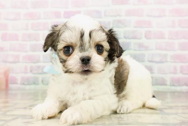 神奈川県のハーフ犬・ミックス犬 (Coo&RIKUパウ川崎店/2026年4月20日生まれ/男の子/レッドホワイト)の子犬の2枚目の画像