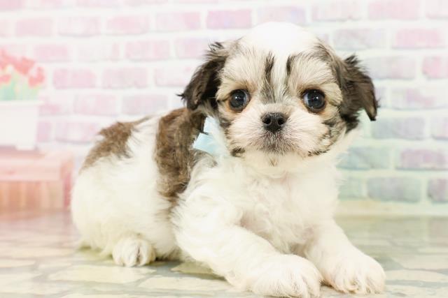 神奈川県のハーフ犬・ミックス犬 (Coo&RIKUパウ川崎店/2026年4月20日生まれ/男の子/レッドホワイト)の子犬の3枚目の画像