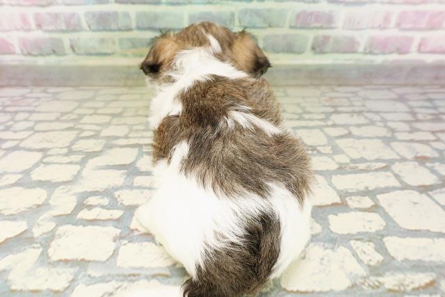 神奈川県のハーフ犬・ミックス犬 (Coo&RIKUパウ川崎店/2026年4月20日生まれ/男の子/レッドホワイト)の子犬の4枚目の画像