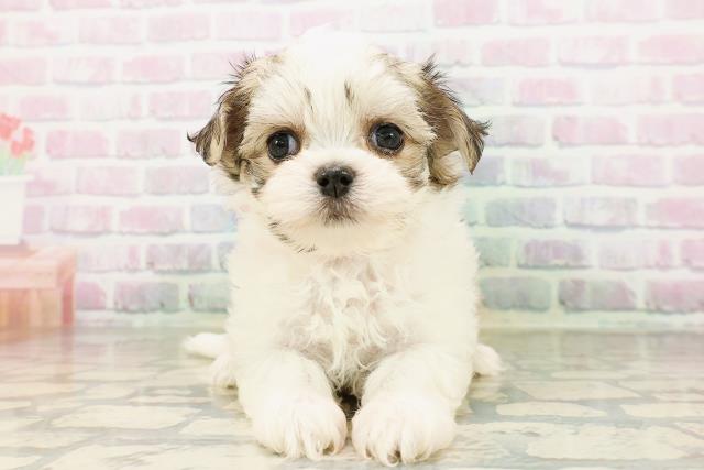 神奈川県のハーフ犬・ミックス犬 (Coo&RIKU横浜港南台店/2026年4月20日生まれ/女の子/レッドホワイト)の子犬の1枚目の画像