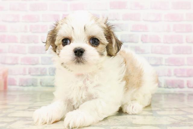 神奈川県のハーフ犬・ミックス犬 (Coo&RIKU横浜港南台店/2026年4月20日生まれ/女の子/レッドホワイト)の子犬の2枚目の画像