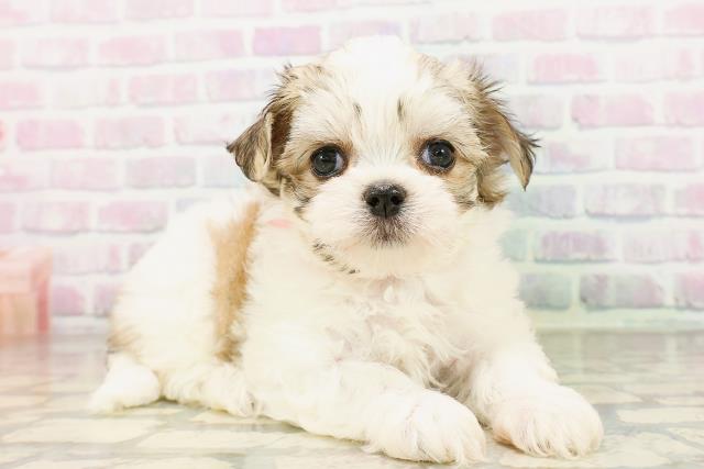神奈川県のハーフ犬・ミックス犬 (Coo&RIKU横浜港南台店/2026年4月20日生まれ/女の子/レッドホワイト)の子犬の3枚目の画像