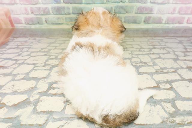 神奈川県のハーフ犬・ミックス犬 (Coo&RIKU横浜港南台店/2026年4月20日生まれ/女の子/レッドホワイト)の子犬の4枚目の画像