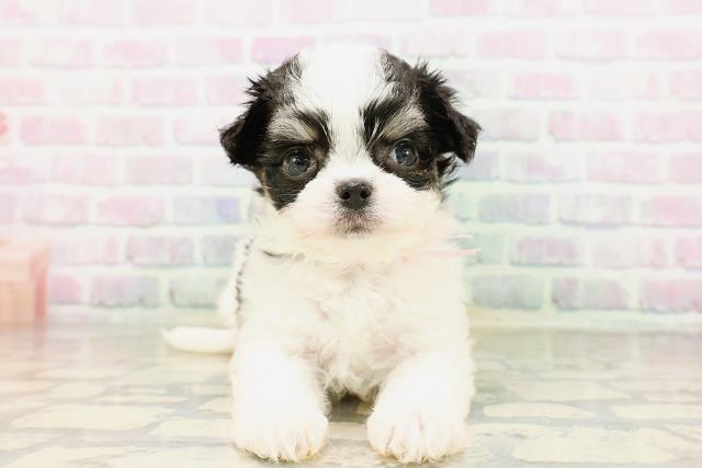 東京都のハーフ犬・ミックス犬 (Coo&RIKU赤坂店/2026年4月20日生まれ/女の子/ホワイトブラックタン)の子犬の1枚目の画像