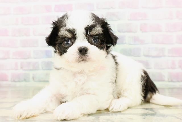 東京都のハーフ犬・ミックス犬 (Coo&RIKU赤坂店/2026年4月20日生まれ/女の子/ホワイトブラックタン)の子犬の2枚目の画像
