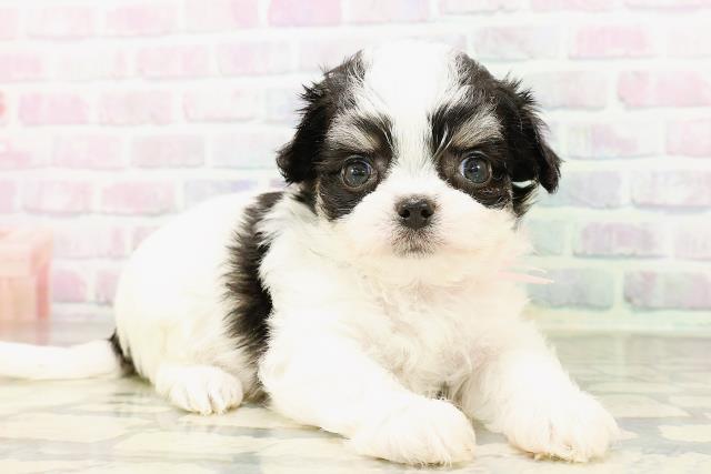 東京都のハーフ犬・ミックス犬 (Coo&RIKU赤坂店/2026年4月20日生まれ/女の子/ホワイトブラックタン)の子犬の3枚目の画像