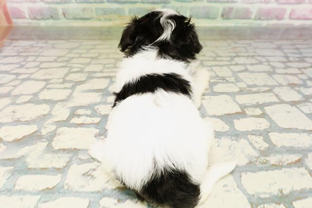 東京都のハーフ犬・ミックス犬 (Coo&RIKU赤坂店/2026年4月20日生まれ/女の子/ホワイトブラックタン)の子犬の4枚目の画像