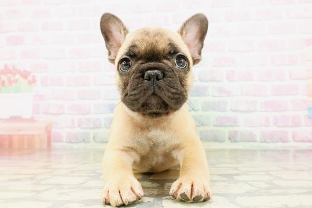 東京都のフレンチブルドッグ (Coo&RIKU自由が丘店/2026年4月20日生まれ/男の子/フォーン)の子犬の1枚目の画像