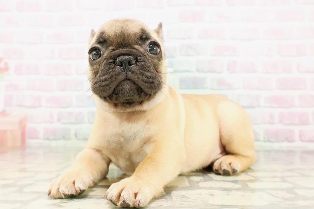 東京都のフレンチブルドッグ (Coo&RIKU自由が丘店/2026年4月20日生まれ/男の子/フォーン)の子犬の2枚目の画像