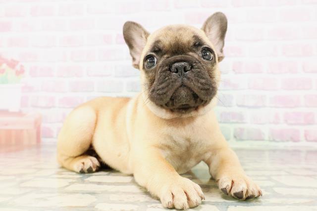 東京都のフレンチブルドッグ (Coo&RIKU自由が丘店/2026年4月20日生まれ/男の子/フォーン)の子犬の3枚目の画像