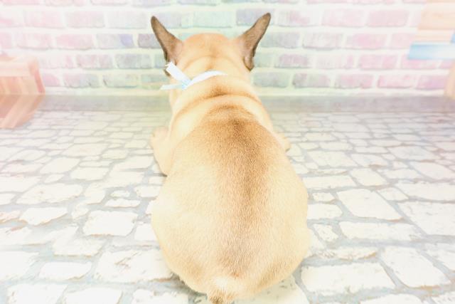 東京都のフレンチブルドッグ (Coo&RIKU自由が丘店/2026年4月20日生まれ/男の子/フォーン)の子犬の4枚目の画像