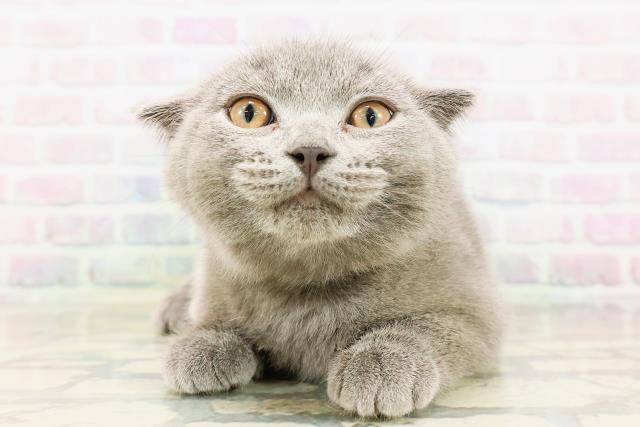 栃木県のスコティッシュフォールド (Coo&RIKU小山店/2026年3月16日生まれ/男の子/ブルー)の子猫の1枚目の画像