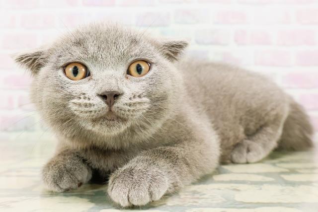 栃木県のスコティッシュフォールド (Coo&RIKU小山店/2026年3月16日生まれ/男の子/ブルー)の子猫の2枚目の画像