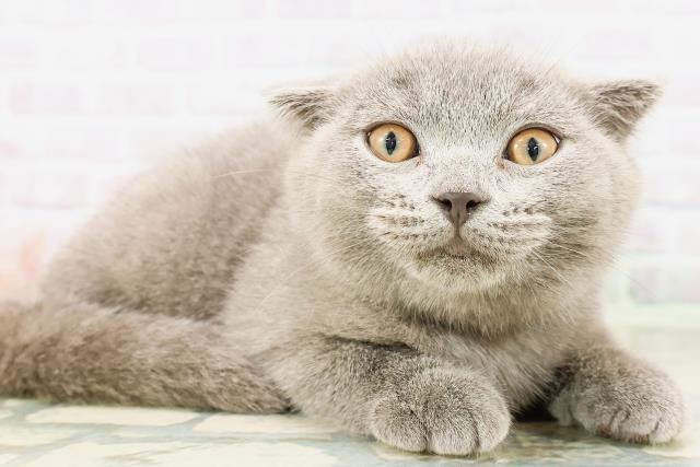 栃木県のスコティッシュフォールド (Coo&RIKU小山店/2026年3月16日生まれ/男の子/ブルー)の子猫の3枚目の画像