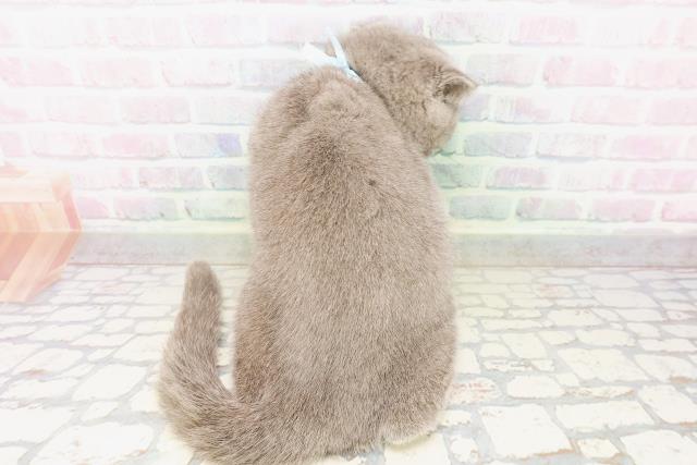 栃木県のスコティッシュフォールド (Coo&RIKU小山店/2026年3月16日生まれ/男の子/ブルー)の子猫の4枚目の画像