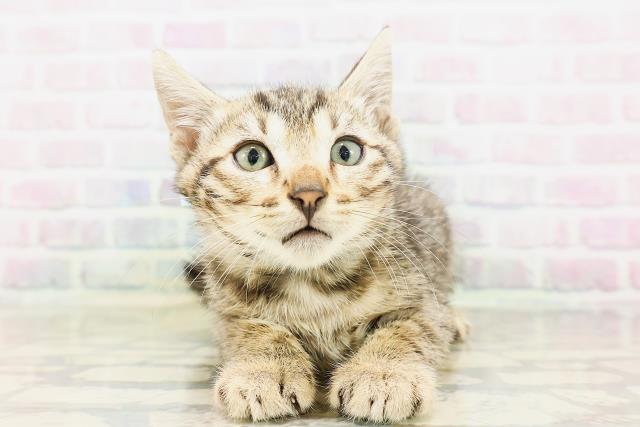 東京都のベンガル (Coo&RIKU武蔵小山店/2026年4月20日生まれ/男の子/ブラウンスポットタビー)の子猫の1枚目の画像