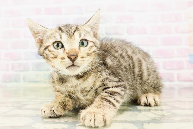 東京都のベンガル (Coo&RIKU武蔵小山店/2026年4月20日生まれ/男の子/ブラウンスポットタビー)の子猫の2枚目の画像