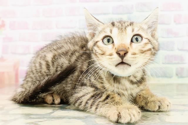 東京都のベンガル (Coo&RIKU武蔵小山店/2026年4月20日生まれ/男の子/ブラウンスポットタビー)の子猫の3枚目の画像