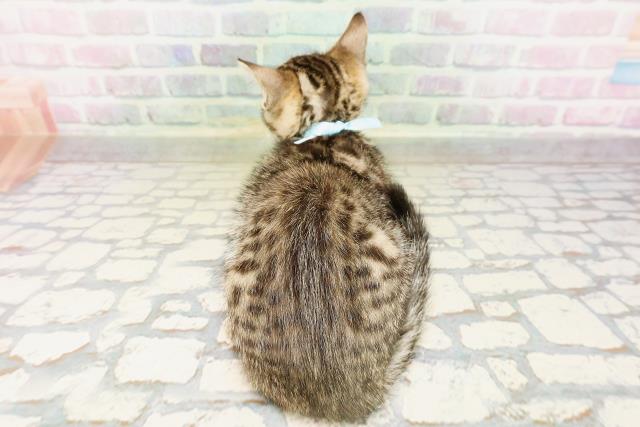 東京都のベンガル (Coo&RIKU武蔵小山店/2026年4月20日生まれ/男の子/ブラウンスポットタビー)の子猫の4枚目の画像