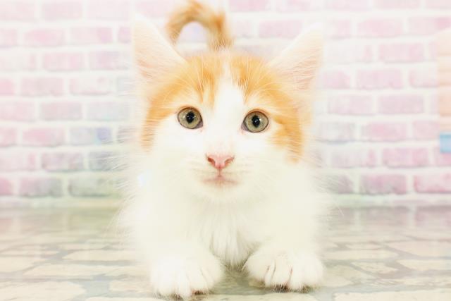 栃木県のメインクーン (Coo&RIKU宇都宮店/2026年4月21日生まれ/男の子/レッドタビーホワイト)の子猫の1枚目の画像