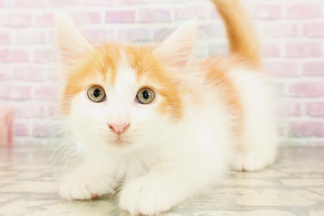 栃木県のメインクーン (Coo&RIKU宇都宮店/2026年4月21日生まれ/男の子/レッドタビーホワイト)の子猫の2枚目の画像