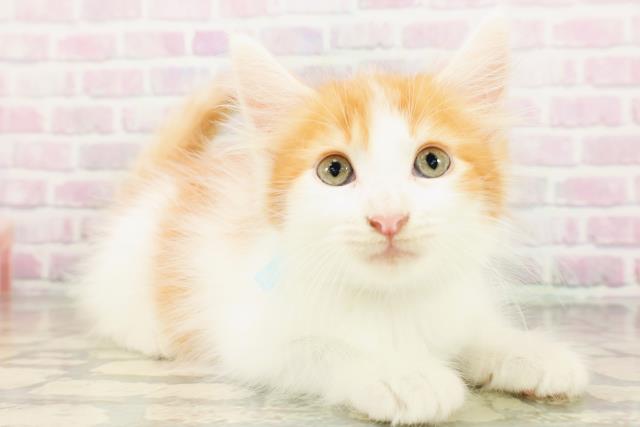 栃木県のメインクーン (Coo&RIKU宇都宮店/2026年4月21日生まれ/男の子/レッドタビーホワイト)の子猫の3枚目の画像