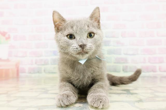 神奈川県のシャルトリュー (Coo&RIKUパウ川崎店/2026年3月25日生まれ/男の子/ブルー)の子猫の1枚目の画像