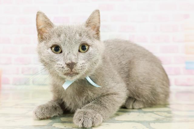神奈川県のシャルトリュー (Coo&RIKUパウ川崎店/2026年3月25日生まれ/男の子/ブルー)の子猫の2枚目の画像