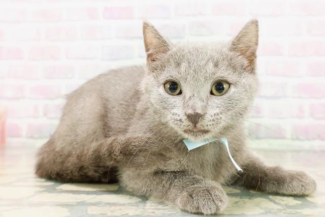 神奈川県のシャルトリュー (Coo&RIKUパウ川崎店/2026年3月25日生まれ/男の子/ブルー)の子猫の3枚目の画像