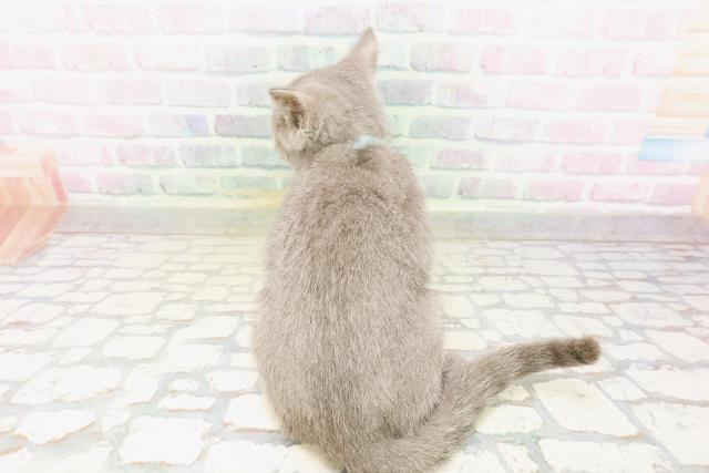 神奈川県のシャルトリュー (Coo&RIKUパウ川崎店/2026年3月25日生まれ/男の子/ブルー)の子猫の4枚目の画像