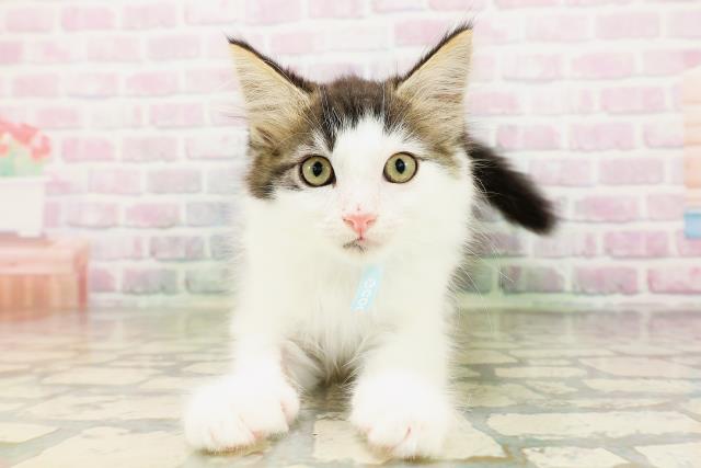 栃木県のメインクーン (Coo&RIKU小山店/2026年3月28日生まれ/男の子/ブラウンタビーホワイト)の子猫の1枚目の画像
