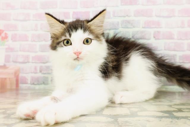栃木県のメインクーン (Coo&RIKU小山店/2026年3月28日生まれ/男の子/ブラウンタビーホワイト)の子猫の2枚目の画像