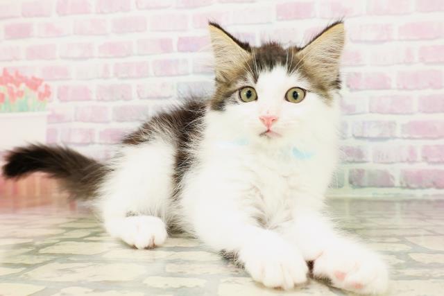 栃木県のメインクーン (Coo&RIKU小山店/2026年3月28日生まれ/男の子/ブラウンタビーホワイト)の子猫の3枚目の画像