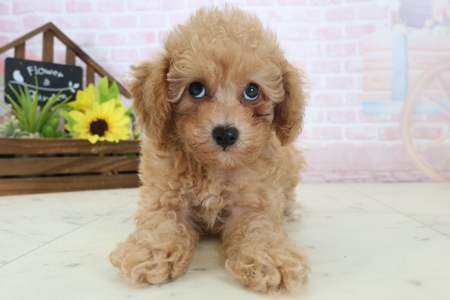 福岡県のトイプードル(トイ) (Coo&RIKU福岡東店/2026年4月21日生まれ/男の子/オレンジフォーン)の子犬