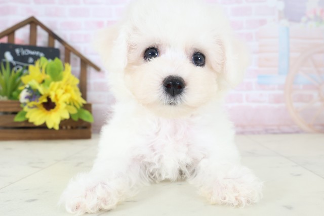 宮崎県のビションフリーゼ (Coo&RIKU宮崎店/2026年4月18日生まれ/女の子/ホワイト)の子犬の1枚目の画像