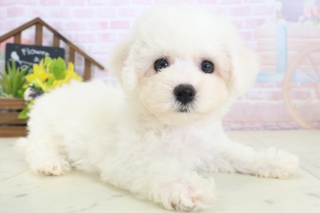 宮崎県のビションフリーゼ (Coo&RIKU宮崎店/2026年4月18日生まれ/女の子/ホワイト)の子犬の2枚目の画像