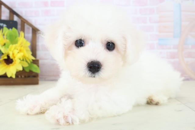 宮崎県のビションフリーゼ (Coo&RIKU宮崎店/2026年4月18日生まれ/女の子/ホワイト)の子犬の3枚目の画像