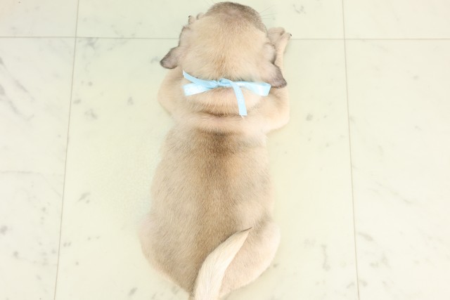 福岡県のパグ (Coo&RIKU行橋店/2026年4月20日生まれ/男の子/フォーン)の子犬の4枚目の画像