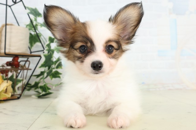 福岡県のパピヨン (Coo&RIKU福岡東店/2026年4月20日生まれ/男の子/ホワイトブラウン)の子犬