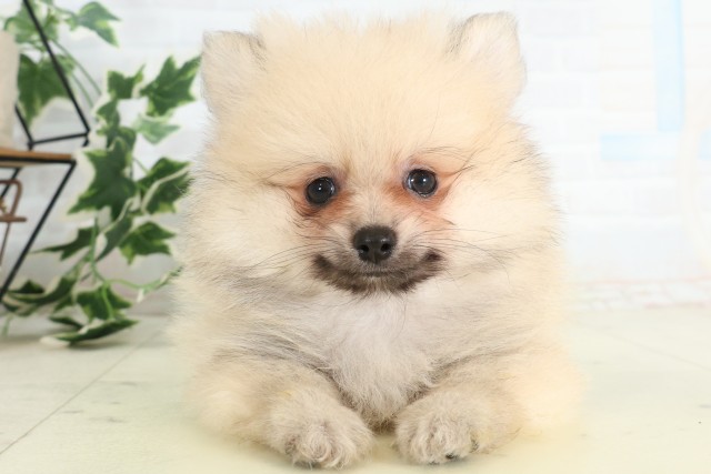 宮崎県のポメラニアン (Coo&RIKU宮崎店/2026年4月21日生まれ/男の子/オレンジセーブル)の子犬の1枚目の画像